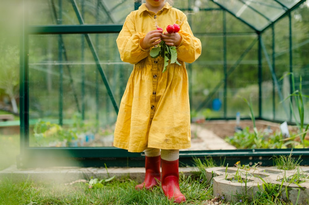 Ein kleines Mädchen erntet Bio-Rettich im Öko-Gewächshaus im Frühling, nachhaltiger Lebensstil.