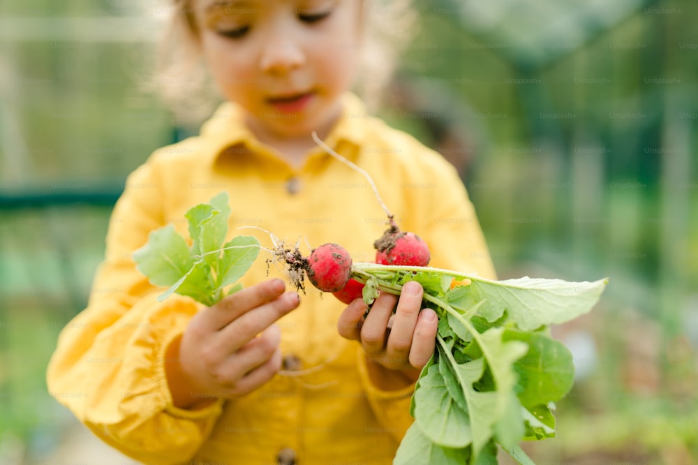 Une petite fille récoltant des radis biologiques dans une serre écologique au printemps, mode de vie durable.