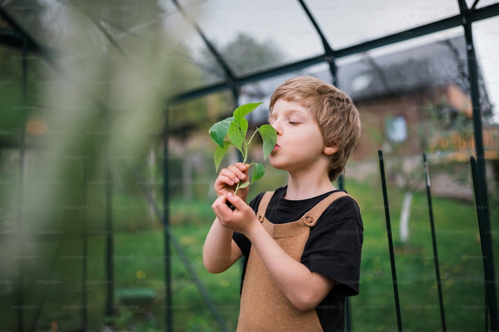 Um menino cheirando a planta de pimenta, ao transplantá-la em estufa ecológica, aprende jardinagem e plantas.
