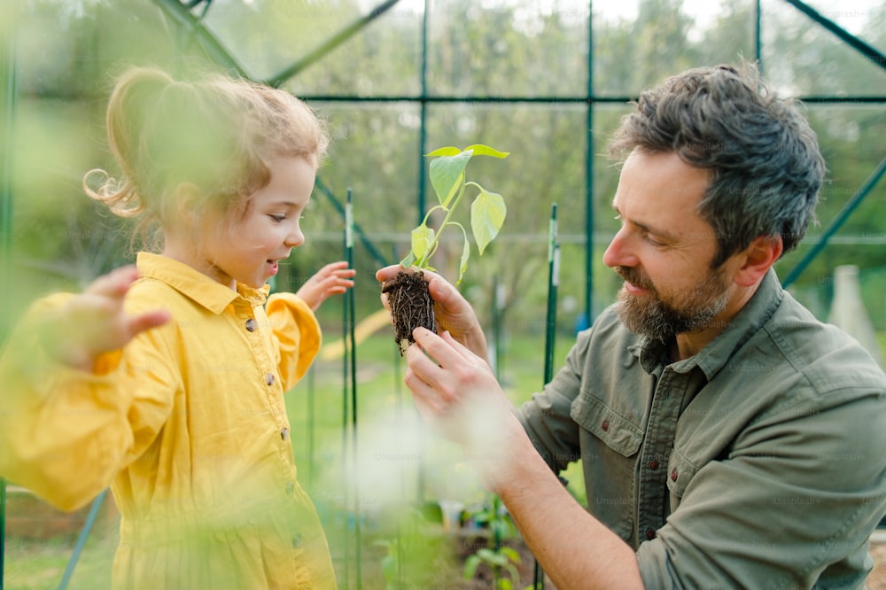 幼い娘にエコ温室の有機植物、持続可能なライフスタイルを気遣うことを学ぶ父親。