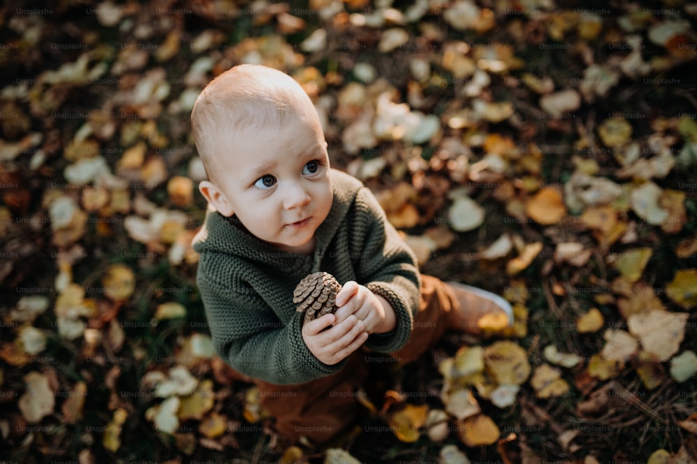 A little toddler boy exploring nature and holding pine cone outdoors in autumn forest.