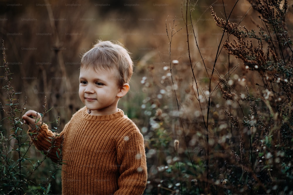 Un retrato de un niño lindo que usa un suéter de punto en nautre, concepto de otoño.