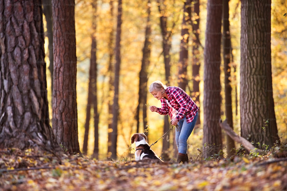 Active senior woman with dog on a walk in a beautiful autumn forest.