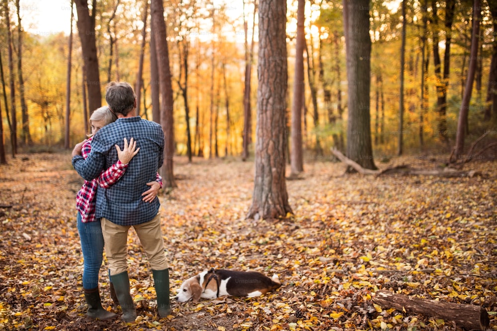 Active senior couple with dog on a walk in a beautiful autumn forest, hugging.