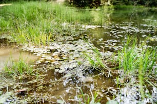 Schöner See mit grünen Lotusblättern und Gras. Sommerliche Natur.