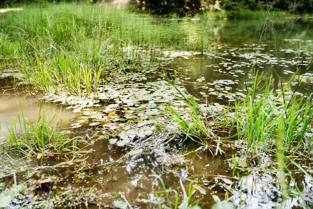 Hermoso lago con hojas de loto verde y hierba. Naturaleza veraniega.