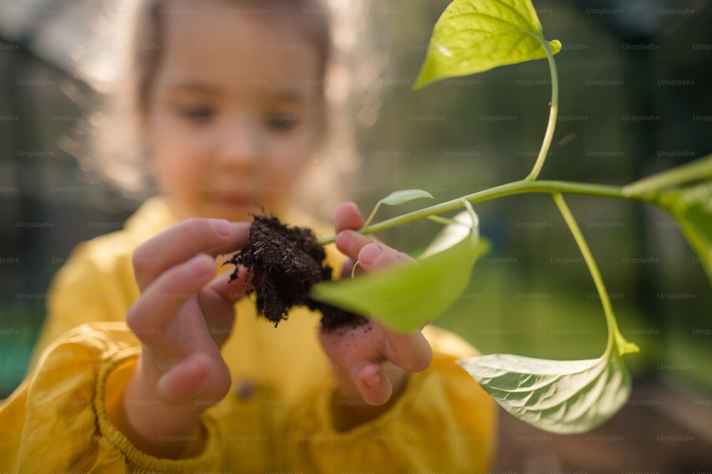 Nahaufnahme für ein kleines Mädchen, das Erde und Pflanze berührt und neu pflanzt.