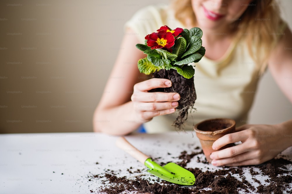 Giovane donna irriconoscibile che pianta piantine di fiori a casa.