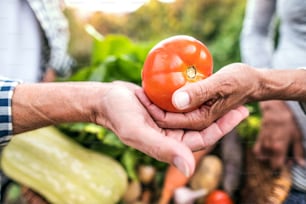 Unrecognizable senior couple harvesting vegetables on allotment. Man and woman gardening. Close up.