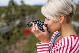 Retrato da mulher jovem segurando e cheirando uvas na vinha no outono, conceito de colheita.