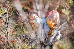 Top view of happy mature woman collecting rosehip fruit in autumn nature.