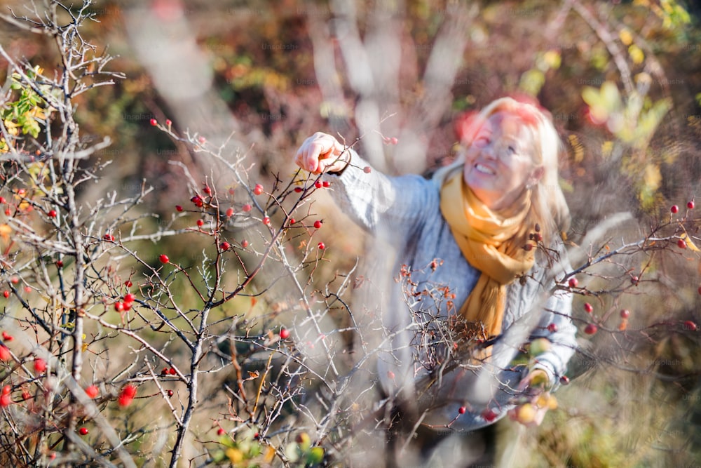 Top view of happy mature woman collecting rosehip fruit in autumn nature.