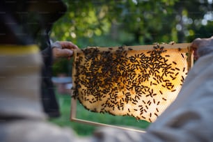 Apicultor hombre irreconocible sosteniendo el marco del panal lleno de abejas en el colmenar, trabajando,