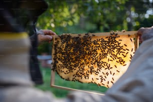 Unrecognizable man beekeeper holding honeycomb frame full of bees in apiary, working,