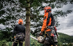 Una vista trasera de los hombres arboristas con motosierra cortando un árbol, planificando.