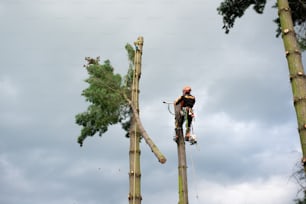 Hombre arborista con arnés cortando un árbol, trepando. Espacio de copia.