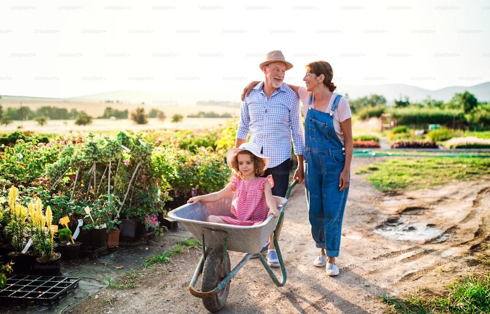 Senior grandparents pushing granddaughter in wheelbarrow when gardening in garden center.