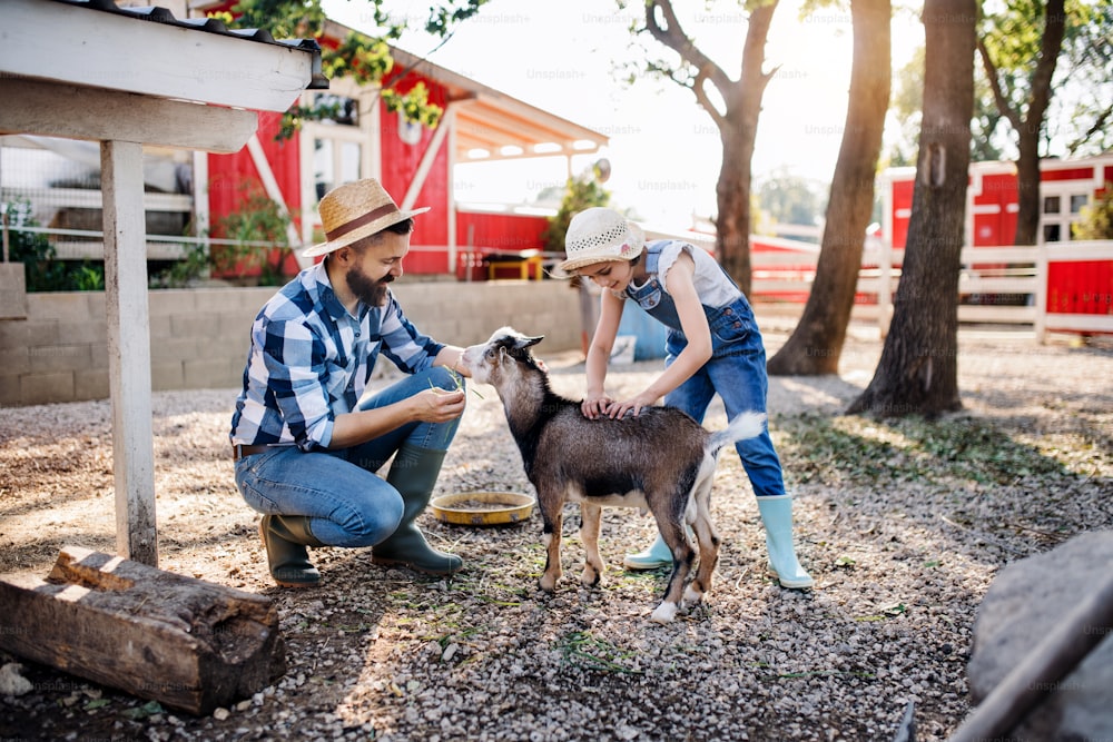Un padre con una hija pequeña al aire libre en una granja familiar, alimentando a los animales caprinos.