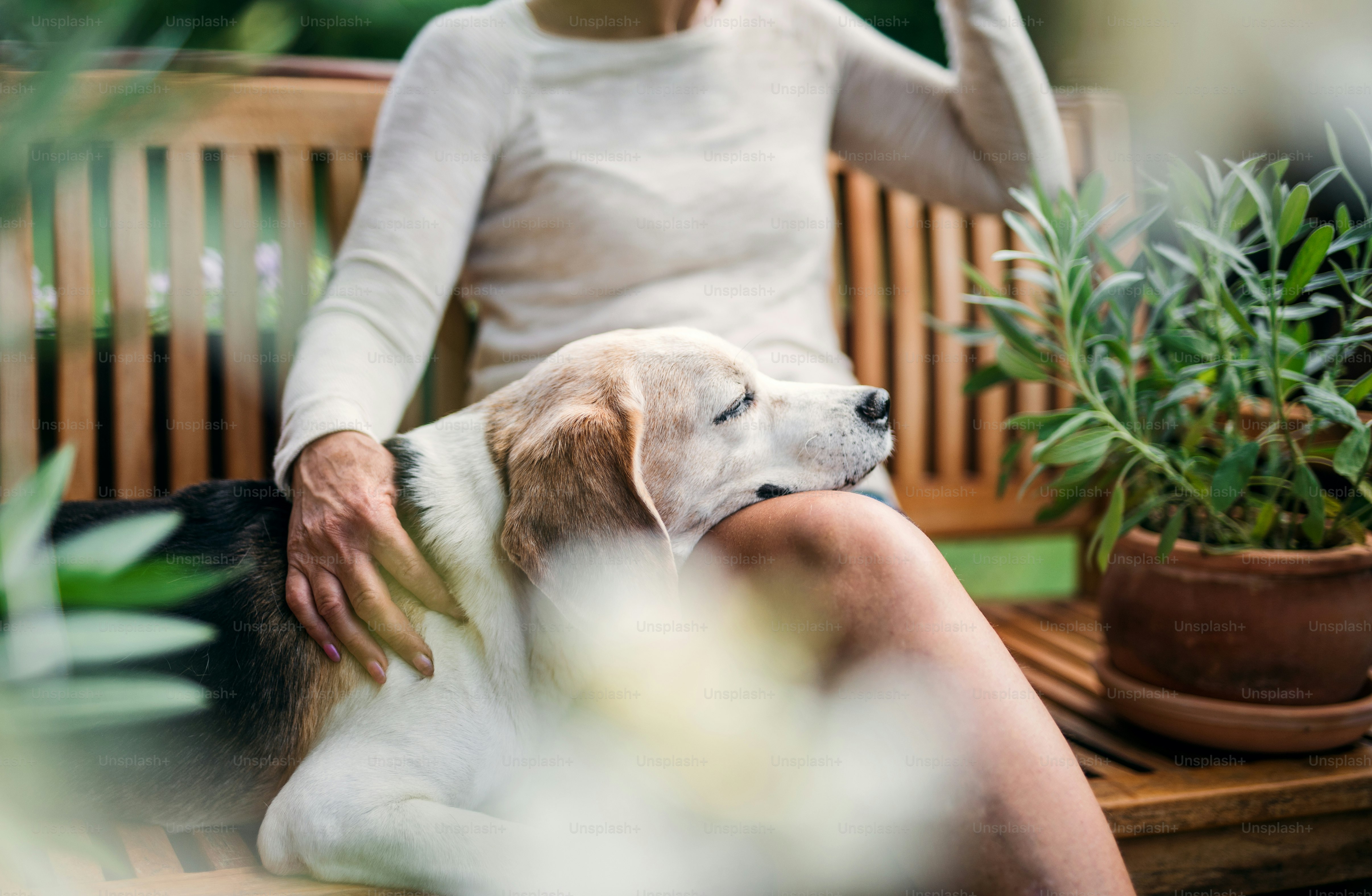 Une femme âgée méconnaissable avec un chien assise à l’extérieur sur une terrasse en été.
