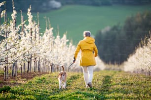 A rear view of senior woman with a pet dog on a walk in spring orchard nature.