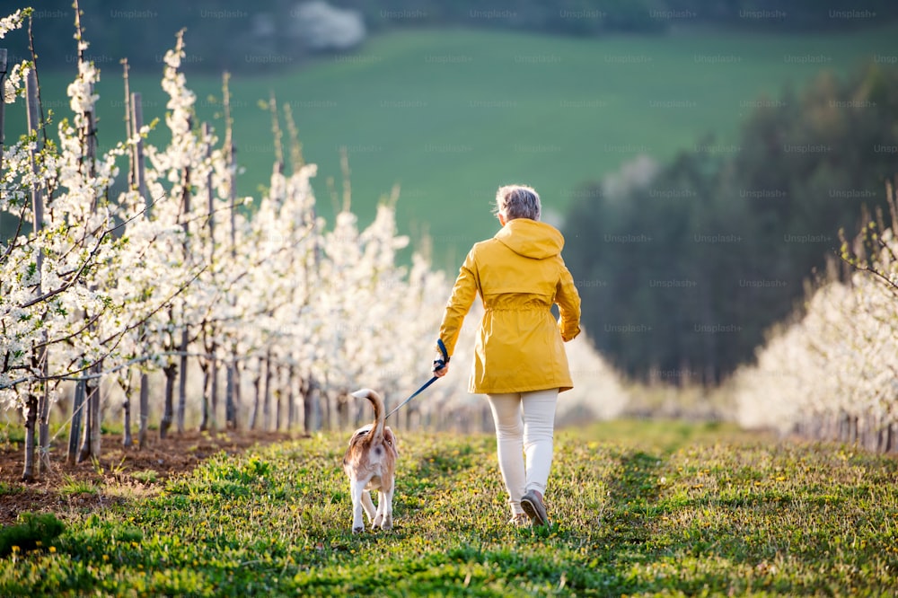 春の果樹園の自然の中を散歩するペットの犬を連れた年配の女性の後ろ姿。