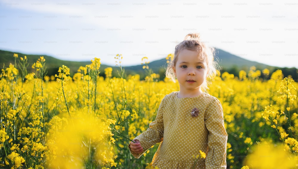 Front view of happy small toddler girl standing in spring nature in rapeseed field.