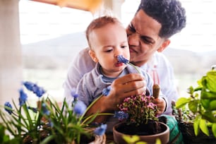 Hispanic father and small toddler son indoors at home, planting flowers.