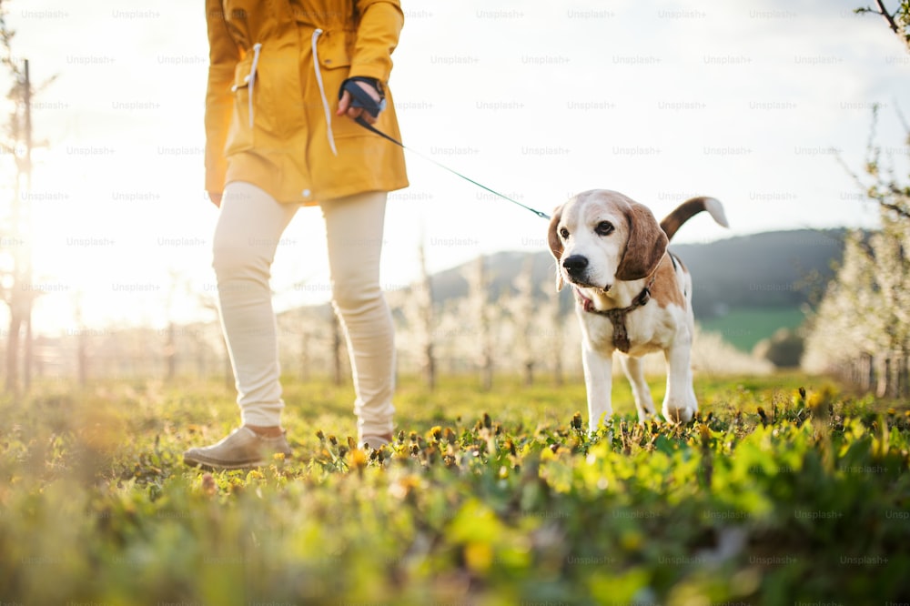Sección media de una mujer mayor con un perro doméstico en un paseo por la naturaleza del huerto de primavera.