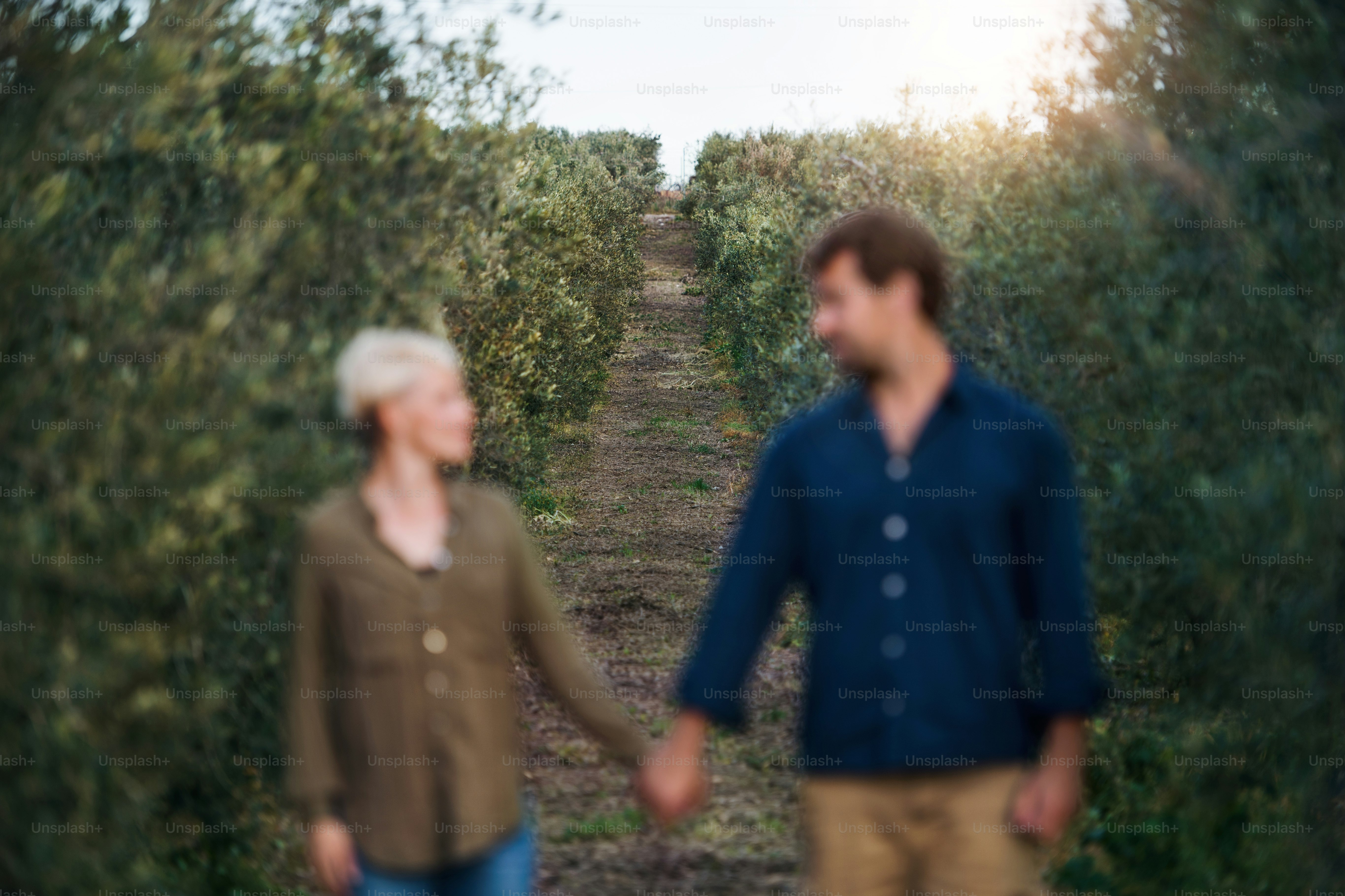 Pareja joven caminando al aire libre en un huerto de olivos, mirándose y tomados de la mano.