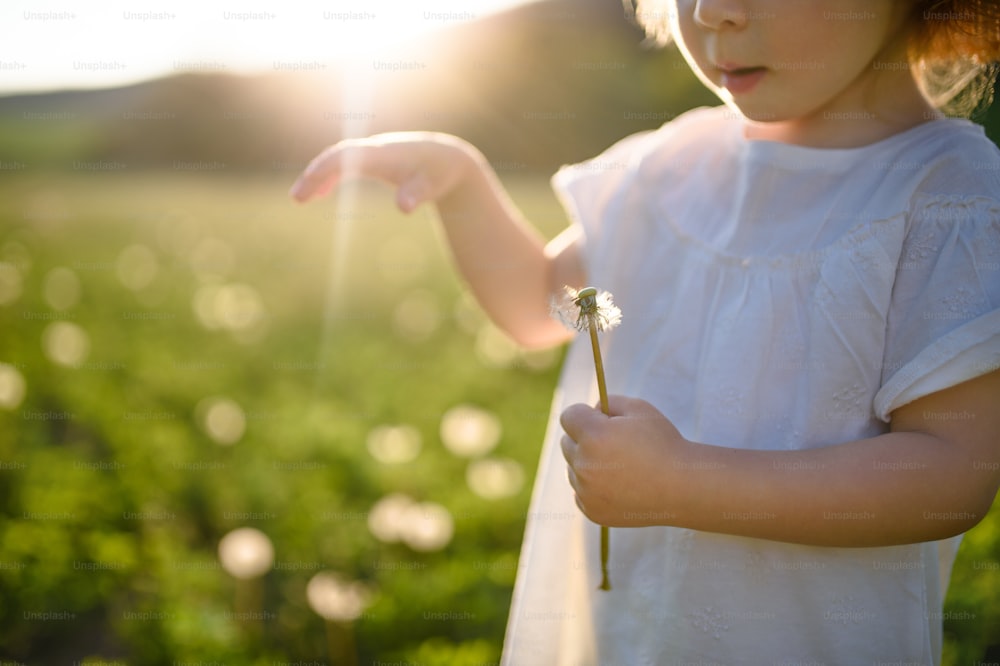 Midsection da menina pequena criança em pé no prado ao ar livre no verão. Espaço de cópia.