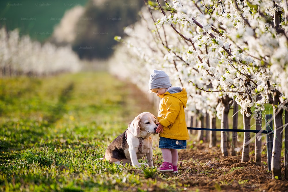 A small toddler girl with a dog in orchard in spring, playing.