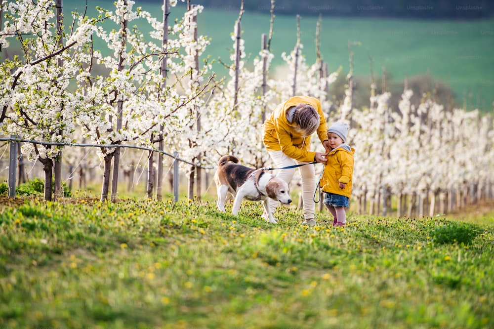 Front view of senior grandmother with granddaughter with a dog walking in orchard in spring.