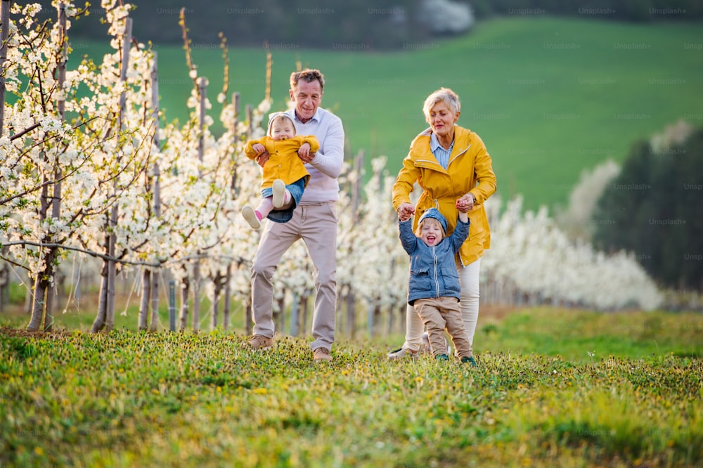 Front view of senior grandparents with toddler grandchildren walking in orchard in spring.