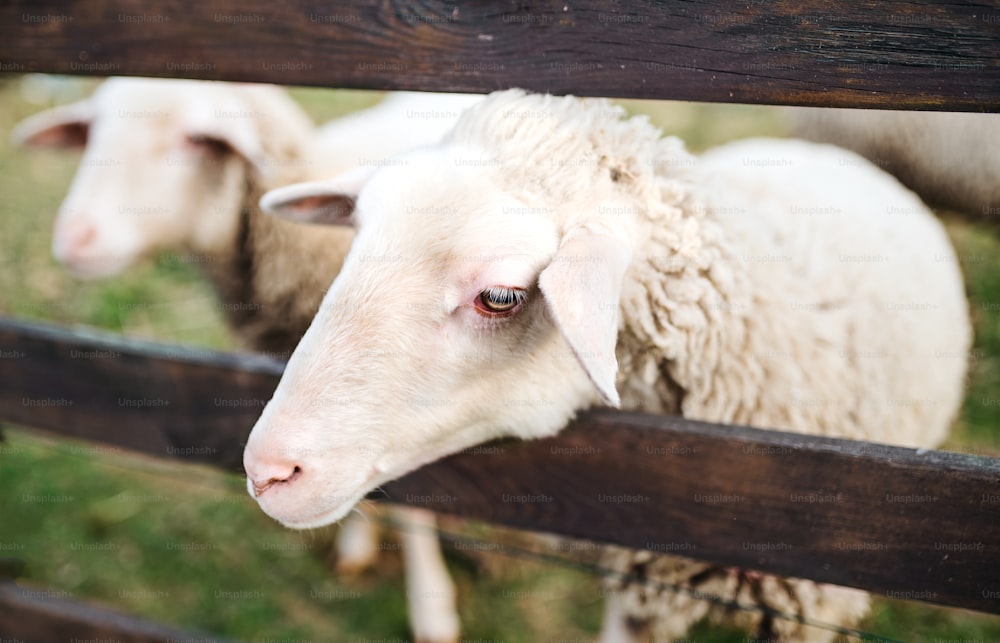 Primer plano de ovejas de pie junto a la cara de madera en la granja en verano.