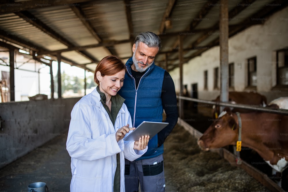 Una mujer gerente y un hombre trabajador que usa una tableta en una granja de lácteos, industria agrícola.