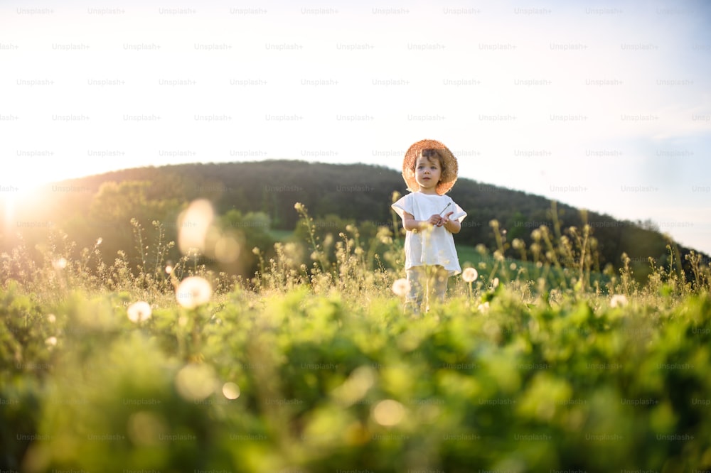 夏の屋外の牧草地に立つ小さな幼児の女の子の肖像画。スペースをコピーします。