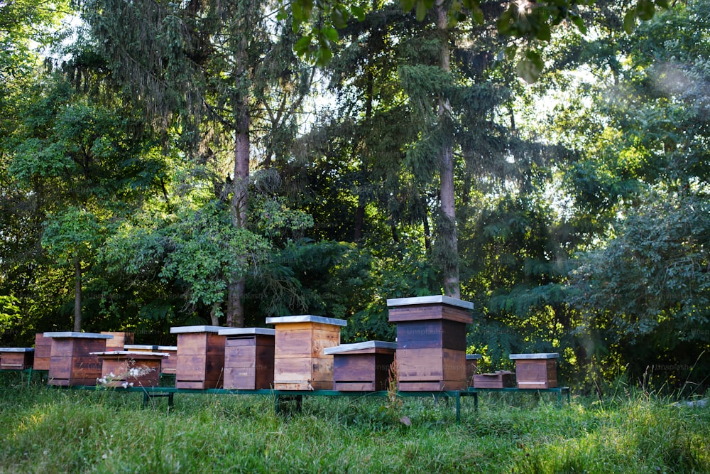 Wooden beehives under trees in the apiary. Copy space.