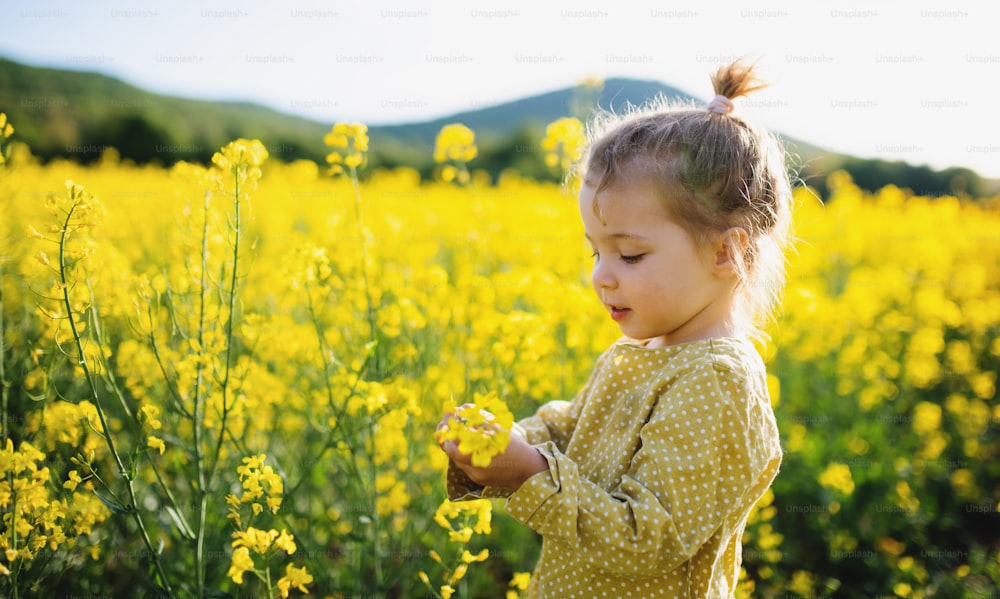 Side view of happy small toddler girl standing in spring nature in rapeseed field.