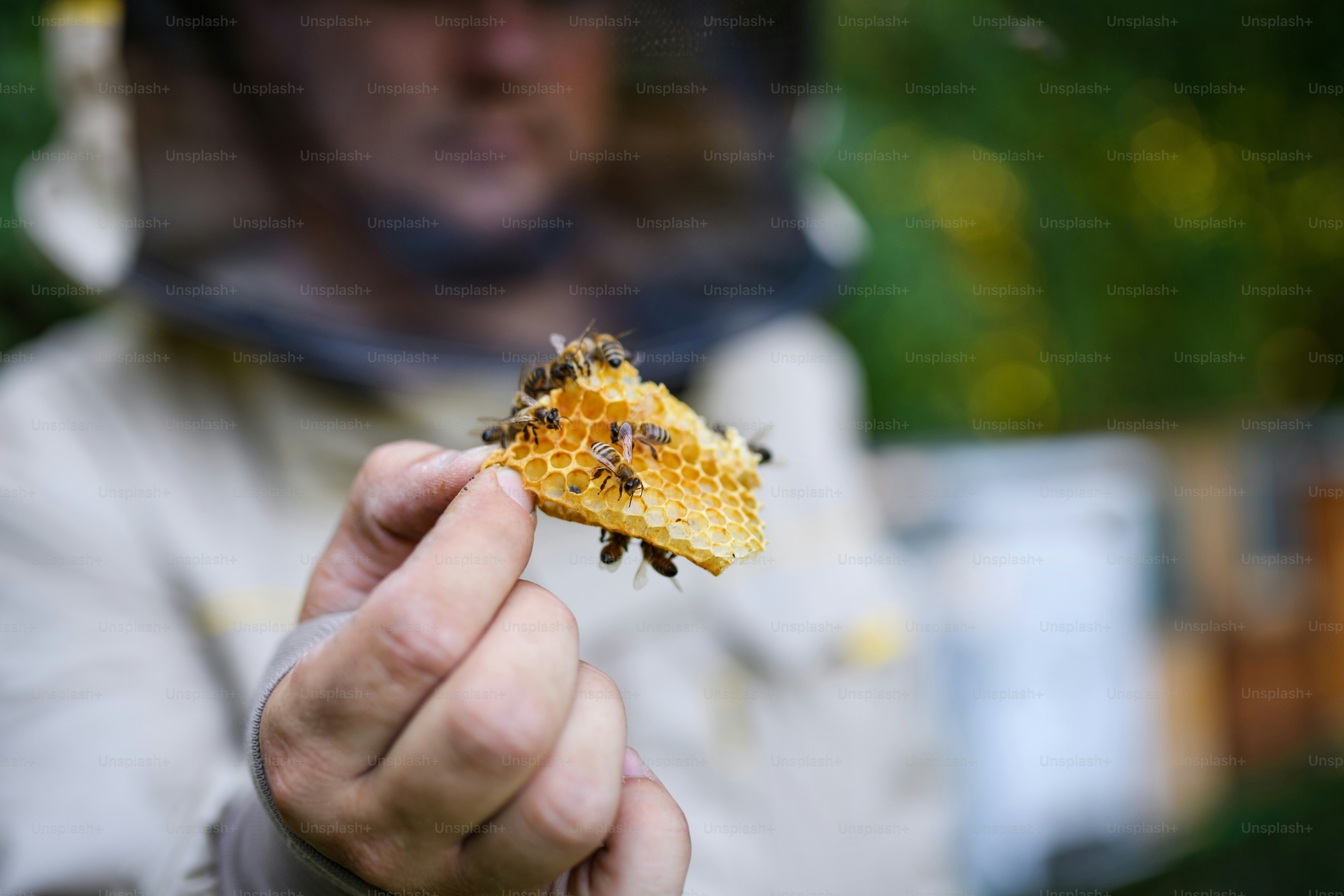 Apiculteur méconnaissable tenant un nid d’abeilles avec des abeilles dans un rucher.