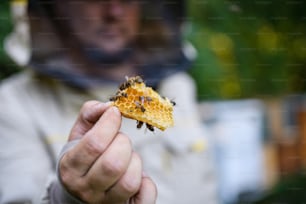 Unrecognizable beekeeper holding honeycomb with bees in apiary.