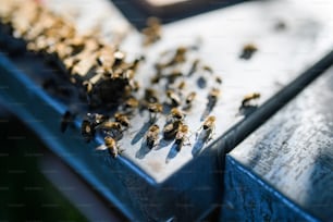 Eine Nahaufnahme von hölzernem Bienenstock und Bienen. Speicherplatz kopieren.