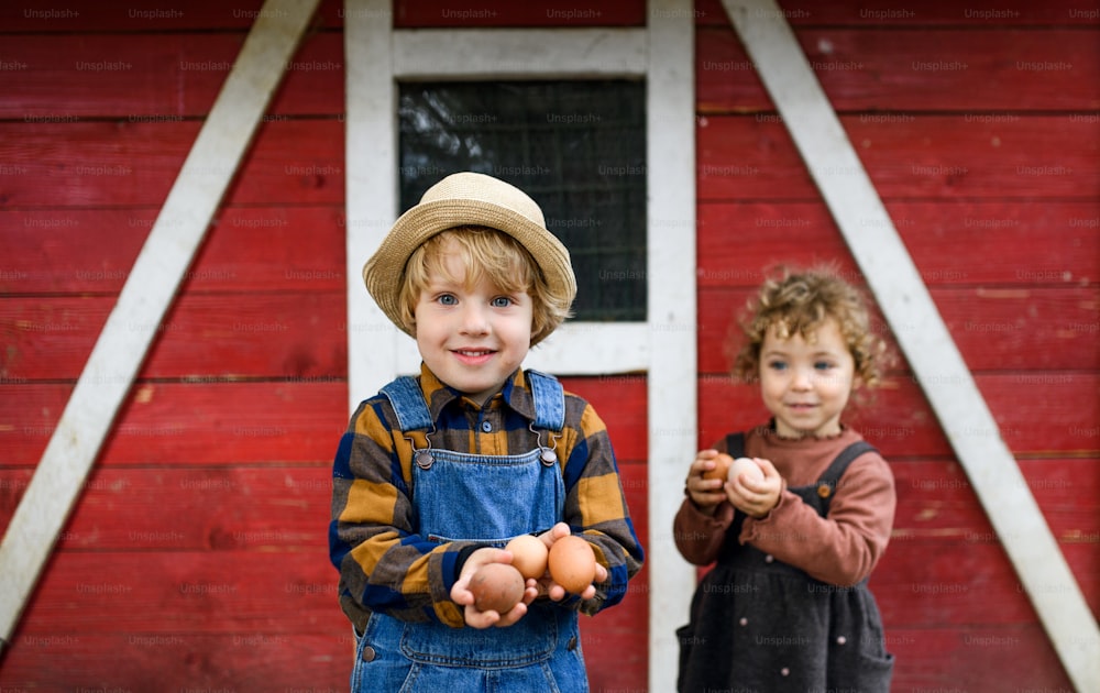 Retrato de vista frontal de niños pequeños de pie en la granja, sosteniendo huevos.