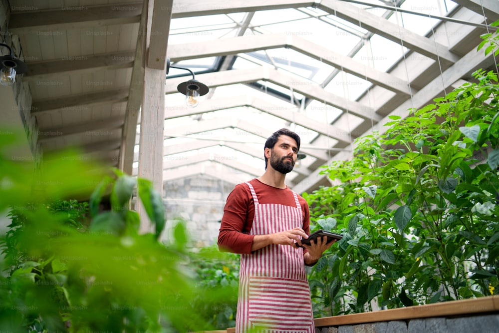 Low angle view of man gardener with tablet standing in greenhouse, working.