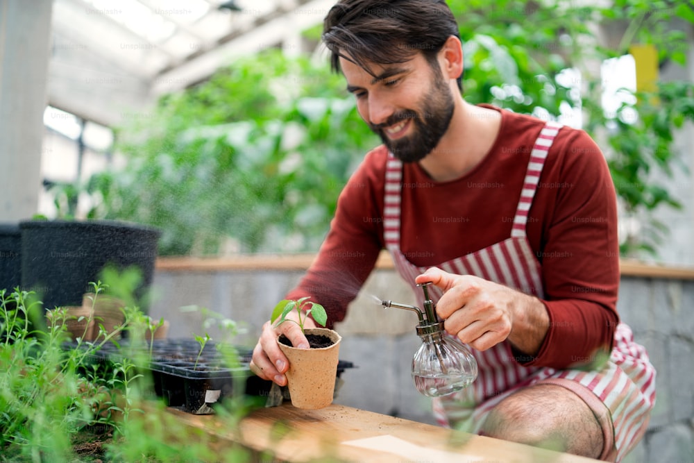 Mature man gardener working in greenhouse, spraying plants with water.