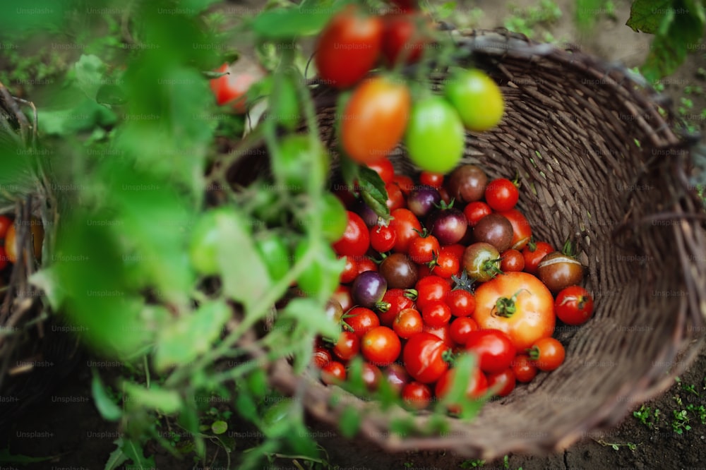 Vue de dessus de tomates cerises à l’extérieur dans le jardin, concept de mode de vie durable.