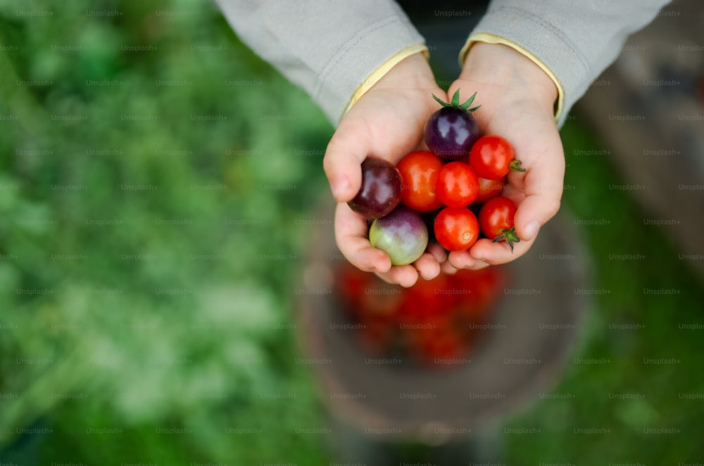 Sección media de un niño irreconocible sosteniendo tomates cherry al aire libre en el jardín, concepto de estilo de vida sostenible.