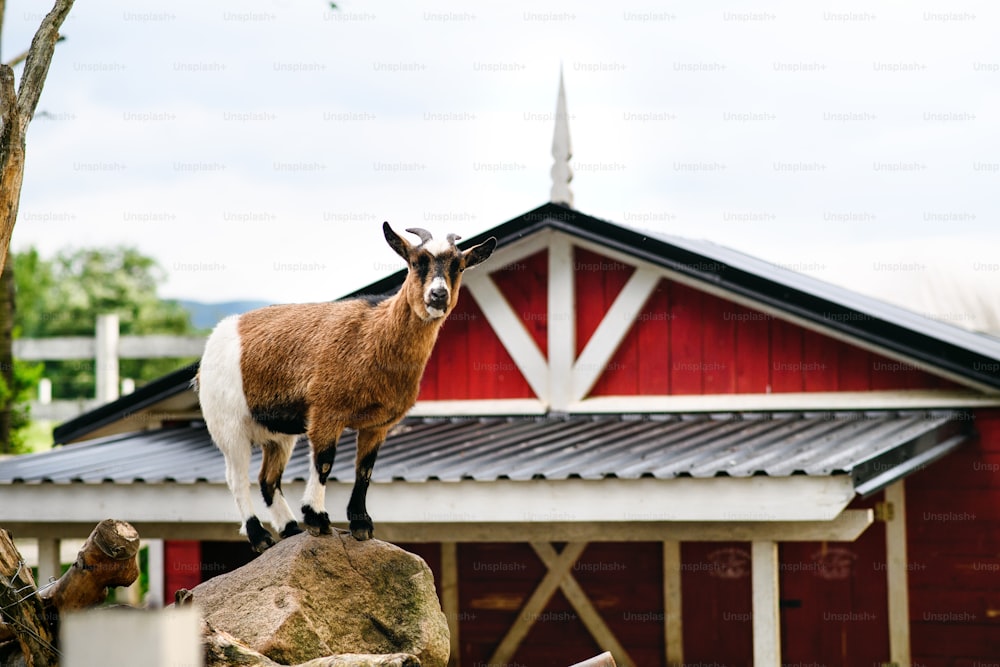 Goat standing on rock on countryside red and white farm building on summer day.