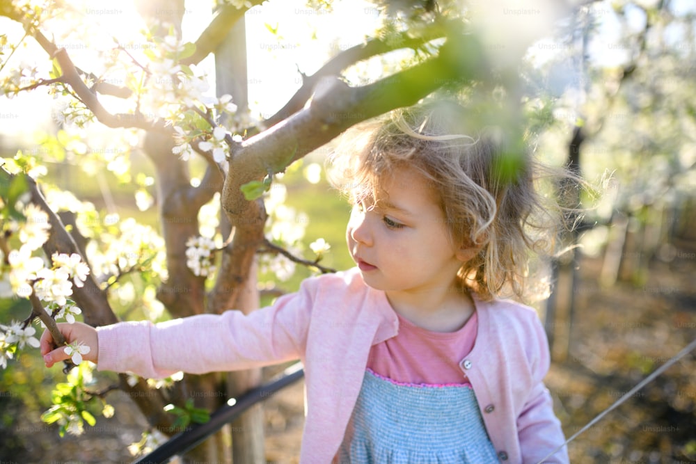 Porträt eines kleinen Kleinkindes, das im Frühling draußen im Obstgarten steht und Blumen betrachtet.