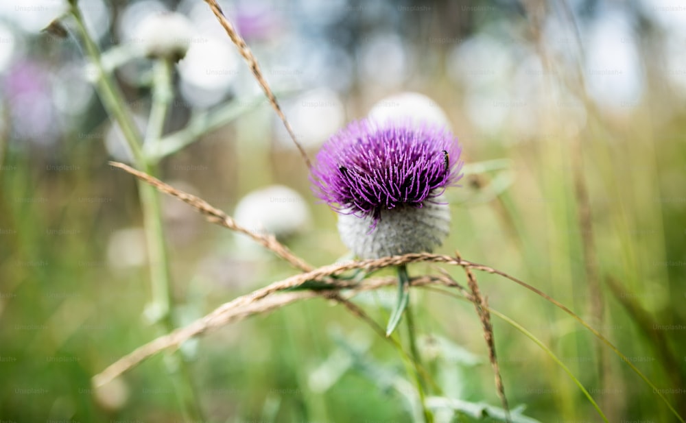 Close-up of lilac flower of thistle, beauty in nature concept.