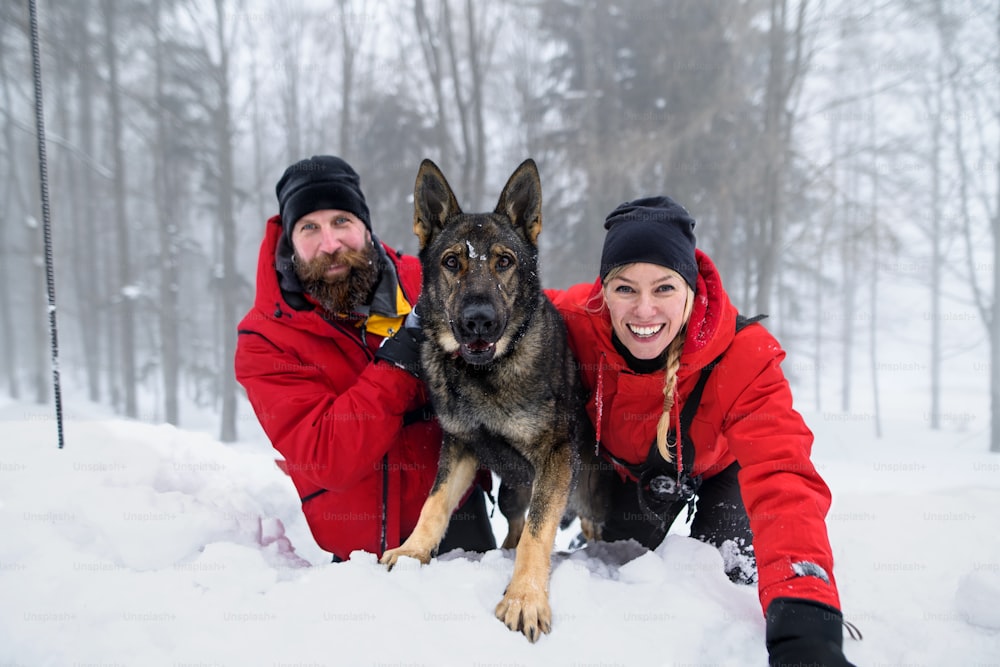 Portrait of mountain rescue service with dog on operation outdoors in winter in forest, digging snow.